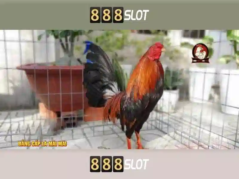 💎top nhà cái uy tín nhất 2024💎